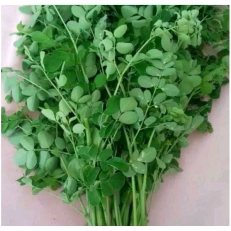 

New Promo Daun kelor segar 500gram fresh COD Berkah_Alam_96