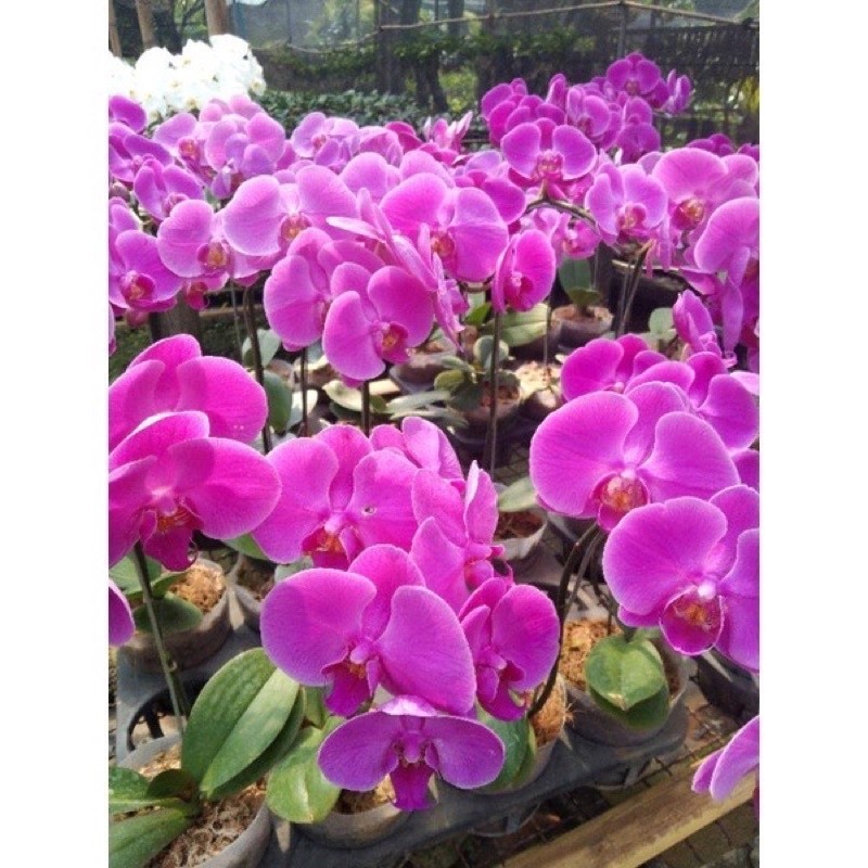 Anggrek bulan ungu dewasa siap berbunga - bunga hias anggrek bulan - tanaman hias anggrek bulan