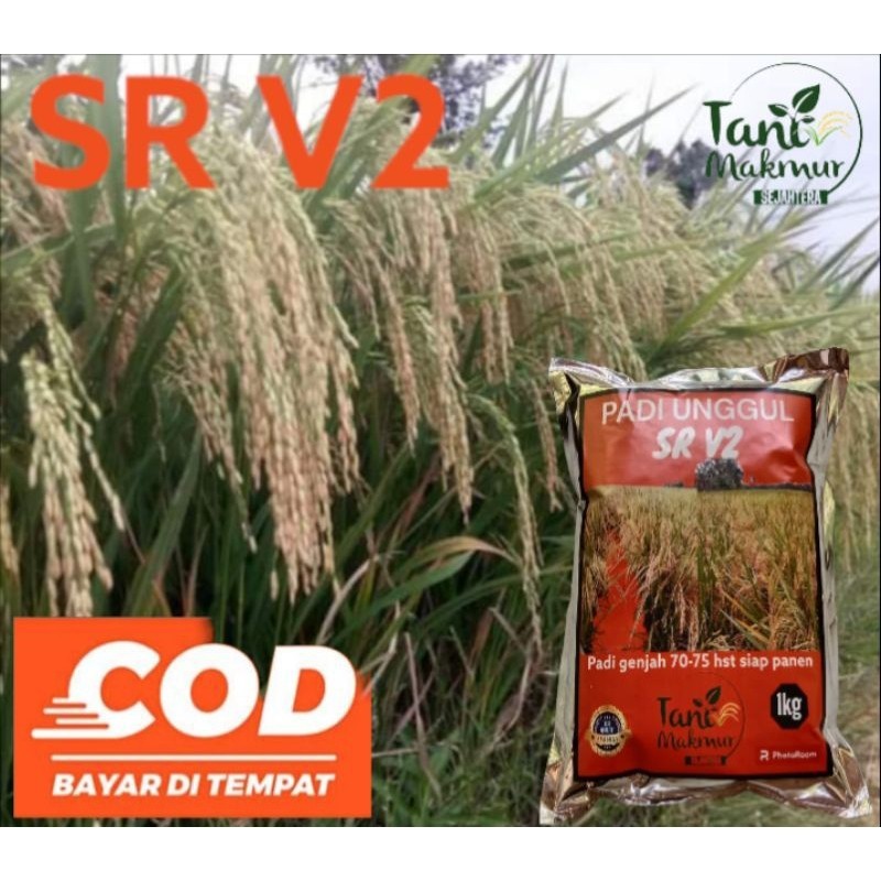 benih padi SR V2 super genjah premium 1kg