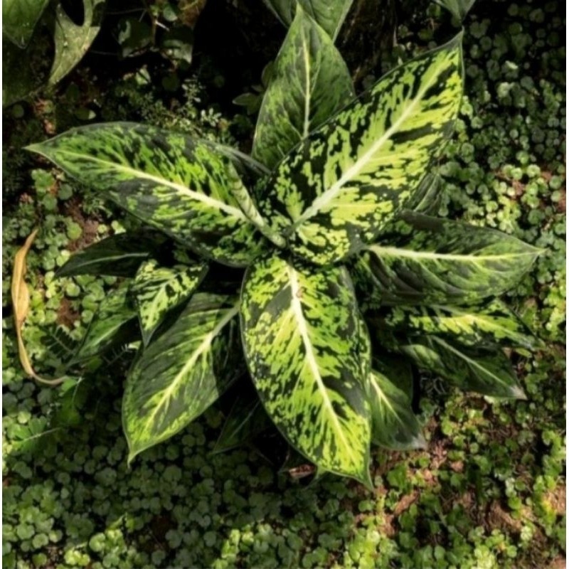 Tanaman diven Candi diven anggun ayu brazil Segar murah mewah