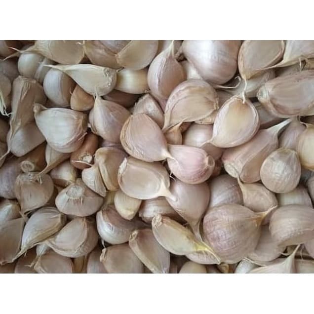 

Bawang Putih Kating 500 gr