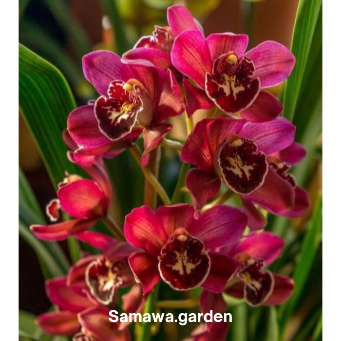 Anggrek cymbidium dark red - tanaman hidup IB