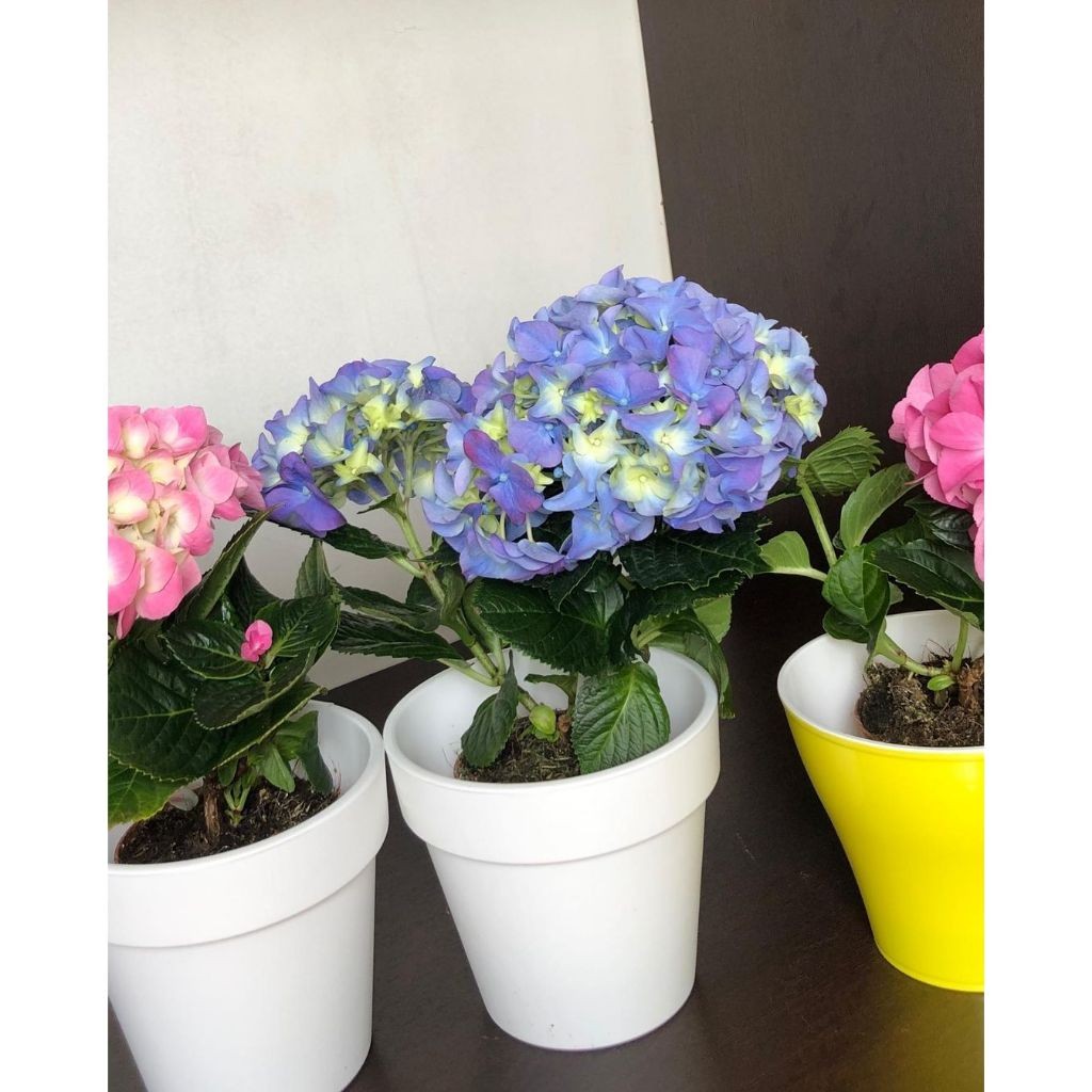 TANAMAN HIAS HIDUP HORTENSIA BORONDONG Bunga Besar Tanaman Hidup Asli Hydragea Mawar Krisan Aster