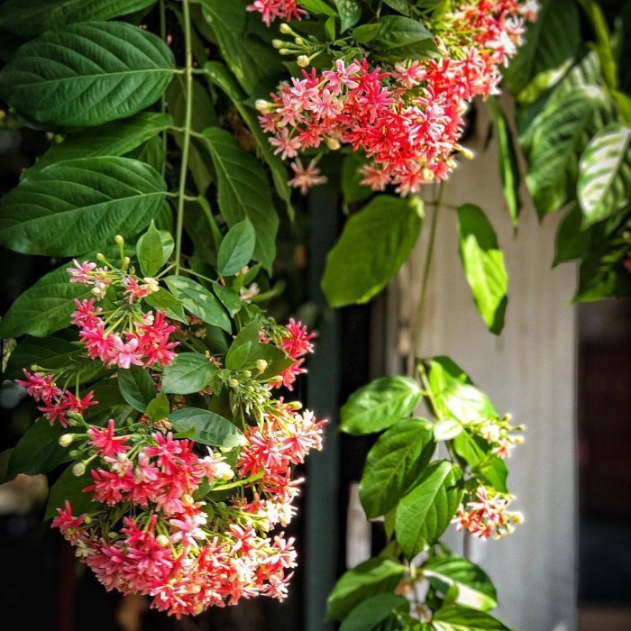 tanaman bunga melati belanda rambat rimbun