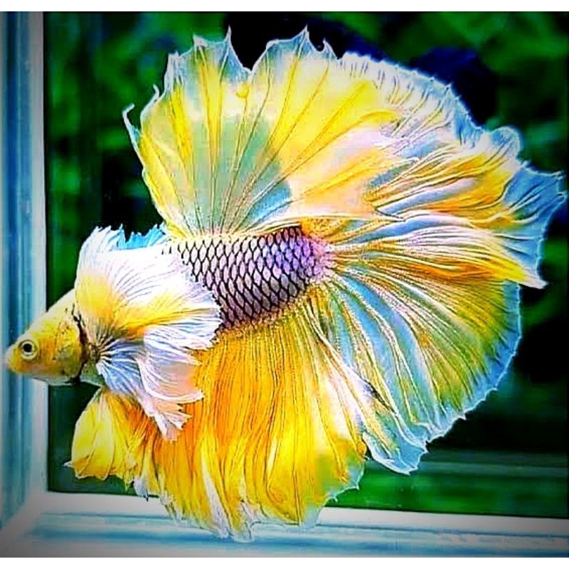 akua L cupang halfmoon lavender