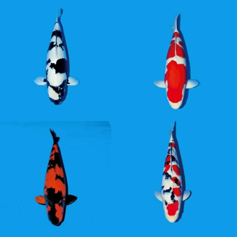 

paket 4 ekor koi sanke,kohaku,shiro dan utsuri ukuran 17-22cm