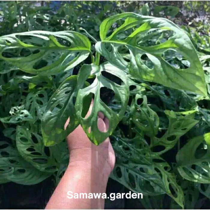 tanaman hias monstera janda bolong / tanaman hidup janda bolong