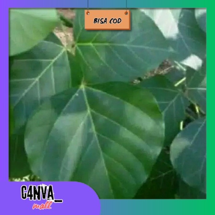

Daun Dadap serep fresh 100grm