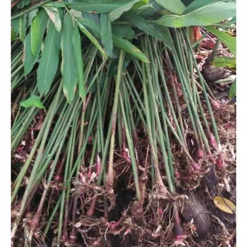 bibit kapulaga unggul