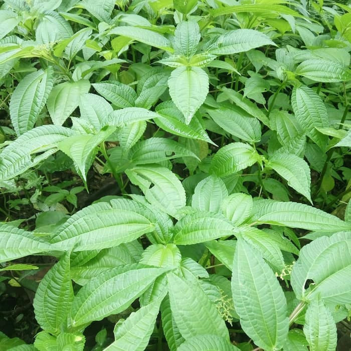 

Daun pohpohan segar 500 gram fresh Termurah