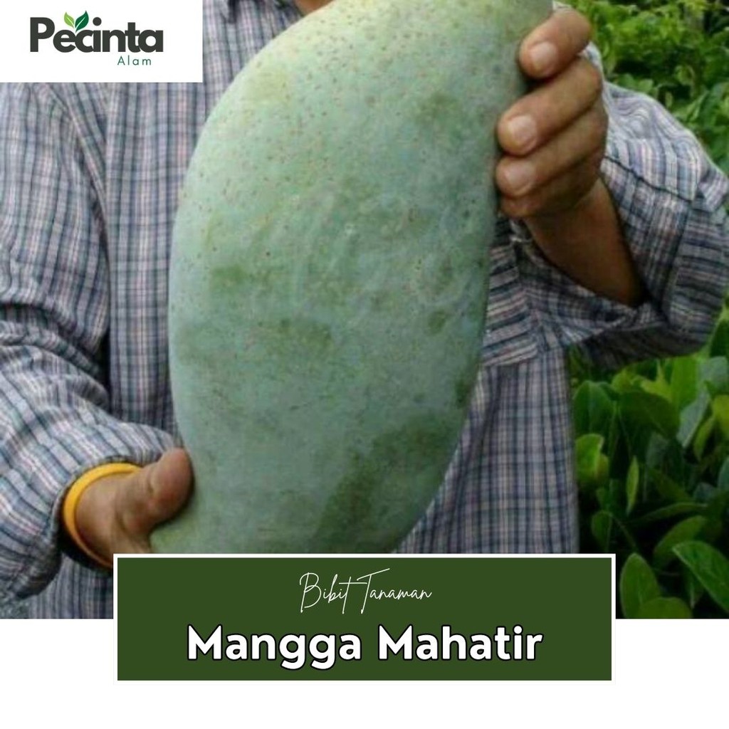 bibit mangga mahatir okulasi tanaman buah- pohon mangga mahatir