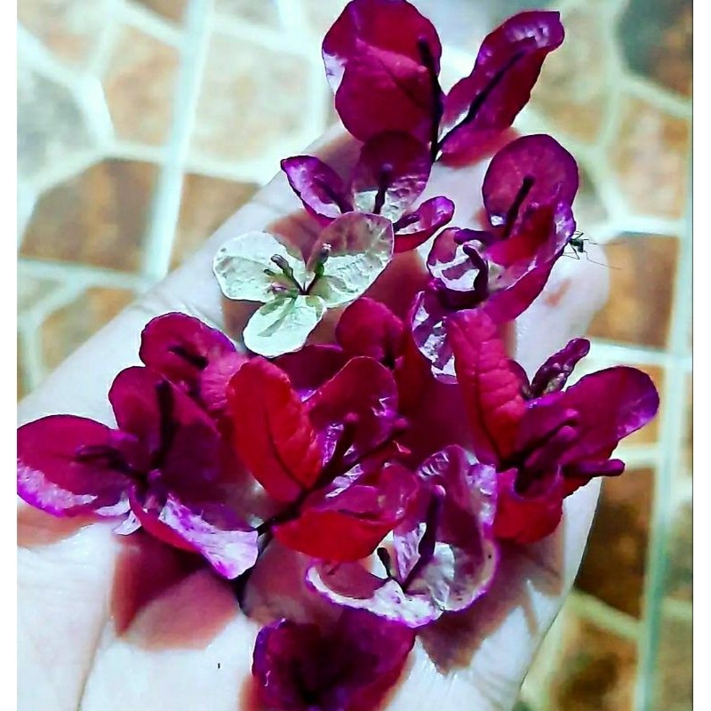 Bougenville Black Maria tanaman