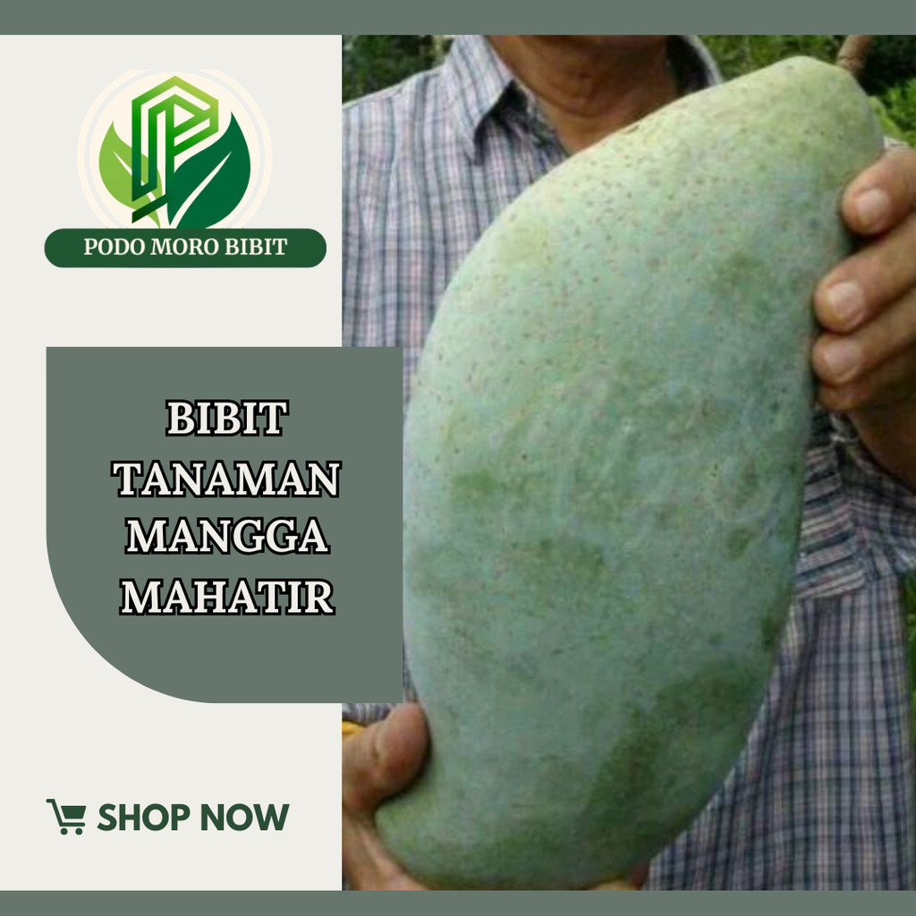 bibit mangga mahatir okulasi tanaman buah- pohon mangga mahatir
