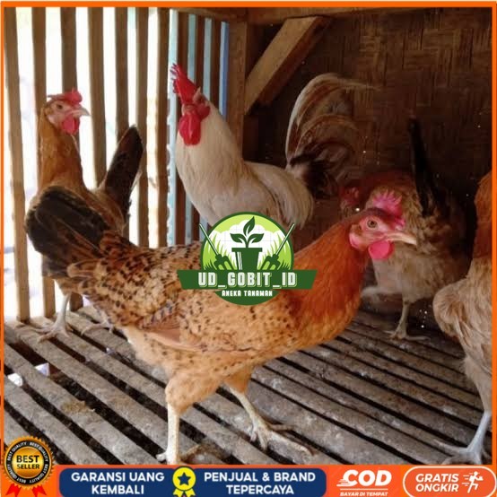 

Telur ayam elba petelur handal fertil siap ditetaskan - telur-ayam-elba UD_GOBIT_ID
