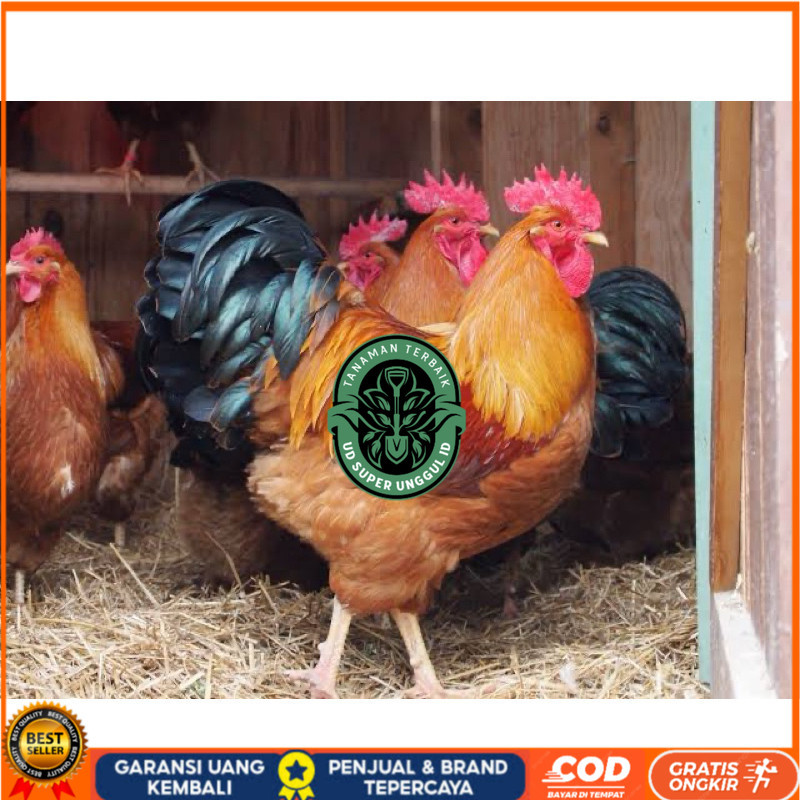 

TELUR FERTIL AYAM NEWHAMPSHIRE IMPORT UNTUK DITETASKAN UD_SUPER_UNGGUL_ID