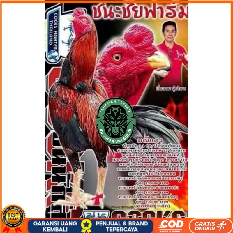 

Telur fertil ayam pakhoy trah maneedaeng / COD UD_SUPER_UNGGUL_ID