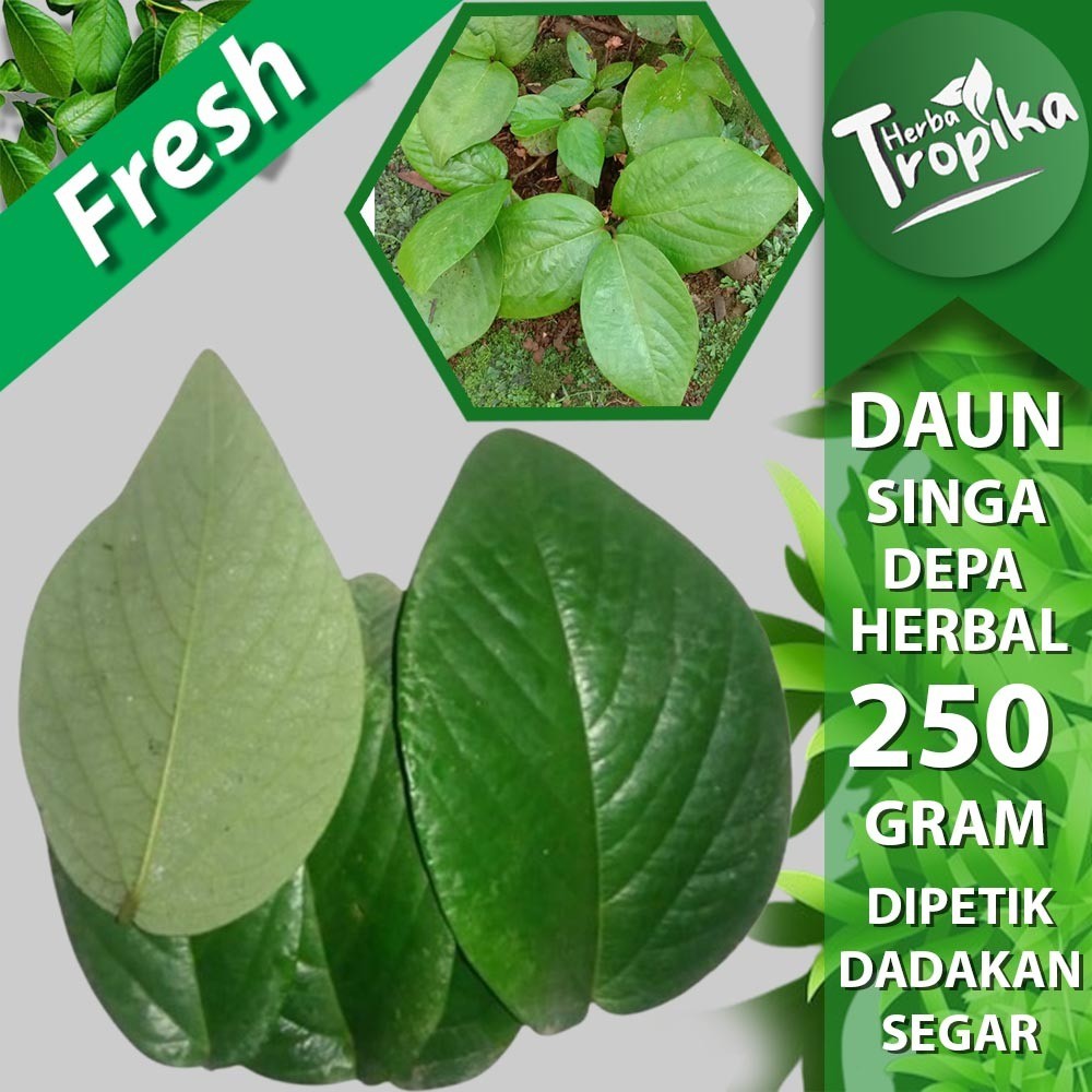 

Daun singa depa 250 gram herbal alami herba tropika