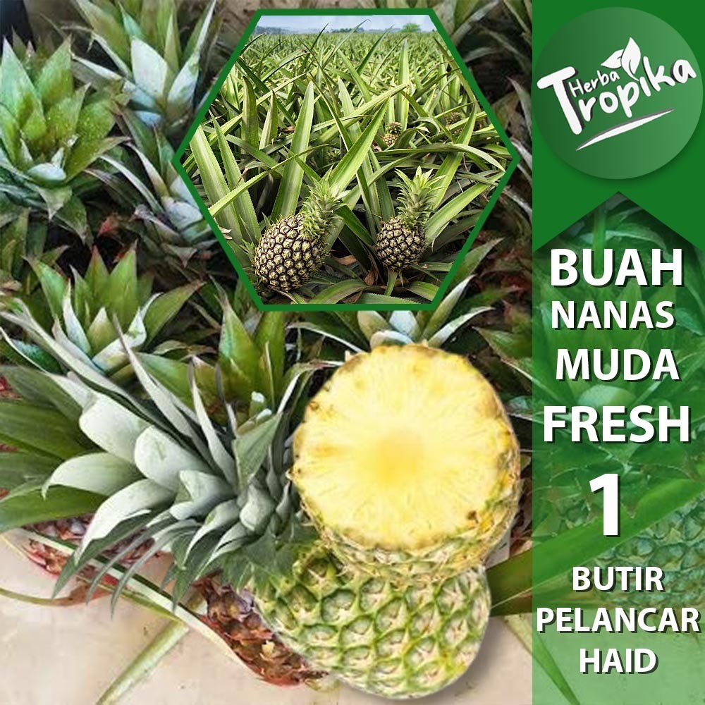 

Buah Nanas Muda Segar Per Butir toko herba tropika