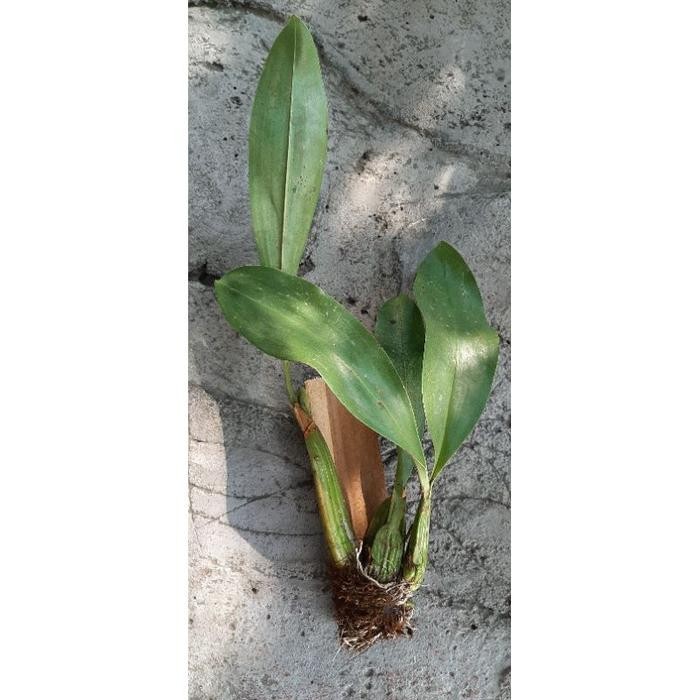 Anggrek Grammatophyllum Stapeliiflorum - 3 Batang