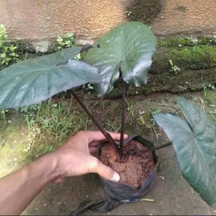 Tanaman hias bibit keladi hitam - keladi batang hitam