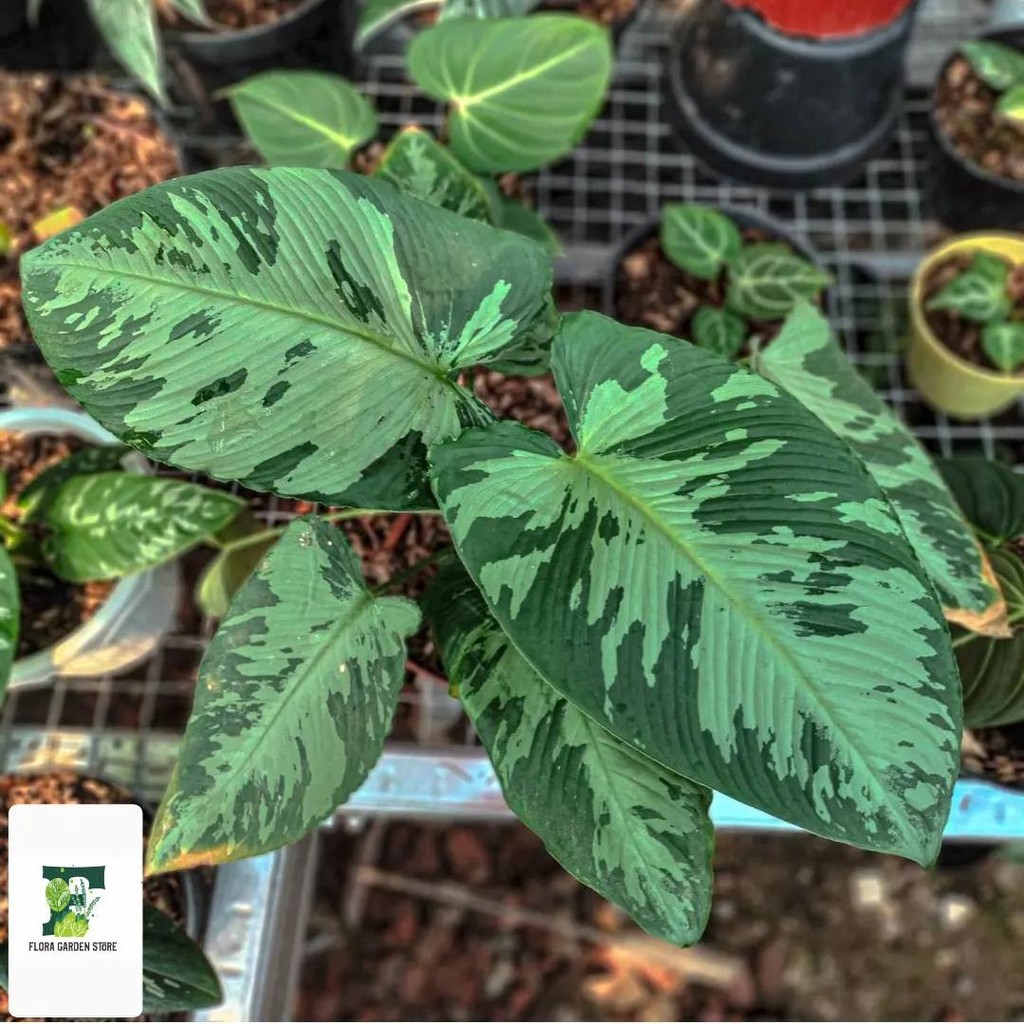 Tanaman hias homalomena army sp - homalomena sp - homalomena