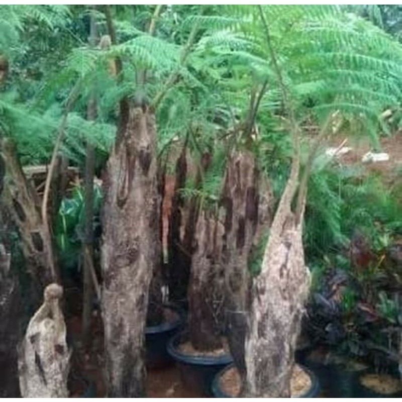 tanaman hias pakis monyet putih - pakis hutan bulu putih *