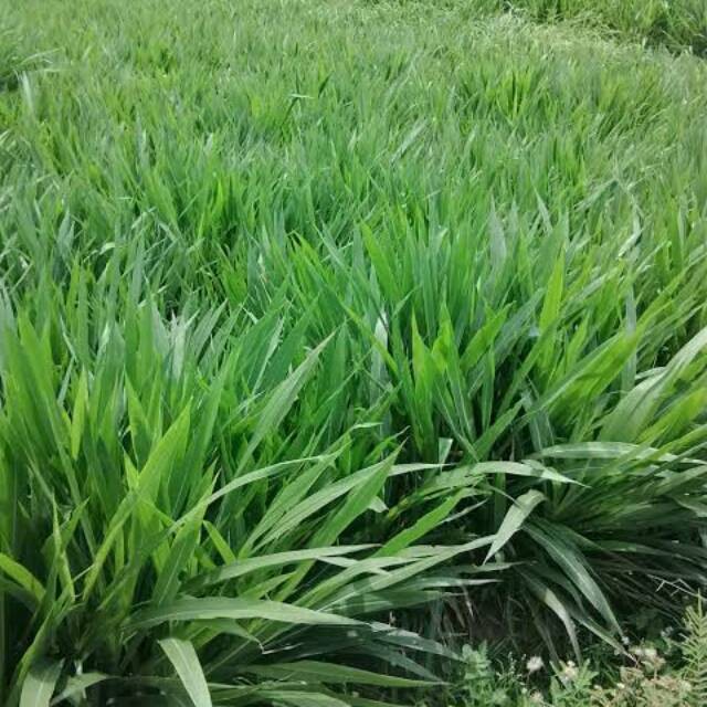 Bibit Rumput Odot Super