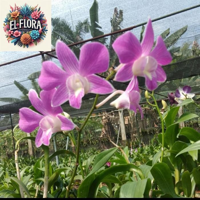 anggrek dendrobium larat dewasa