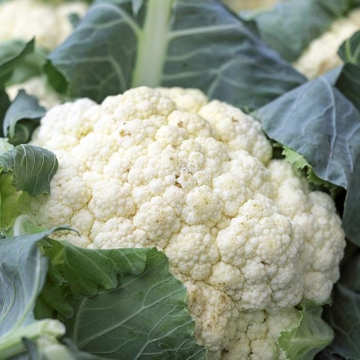 

bunga kol/kembang kol 1kg