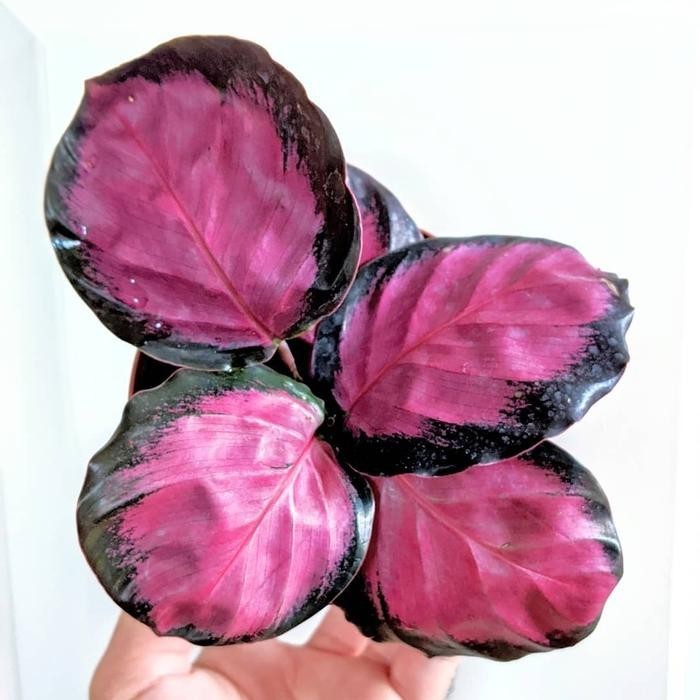 Tanaman Hias Calathea Roseopicta Cynthia/Calathea Crimson