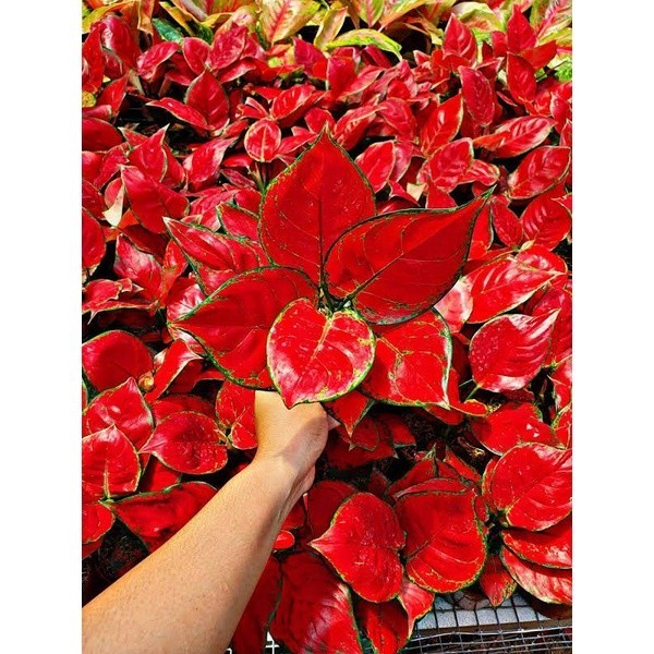 PROMO Tanaman hias aglonema Red Anjamani Anakan/remaja / tanaman hias redanjamani/agolnema red anjam