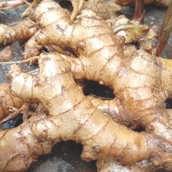 

lempuyang fresh 1 kg Shop with