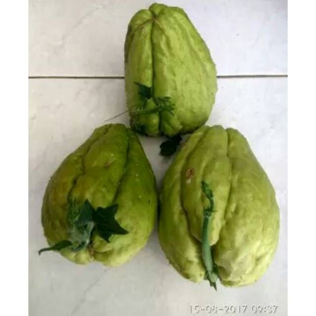 Bibit labu Siam berbuah lebat