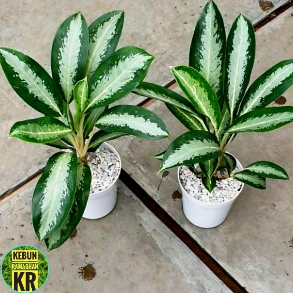 TERMURAH[BISA COD]AGLONEMA//BLANCENG SIFON RIMBUN DAN BESAR COCOK UNTUK HIASAN RUANGAN