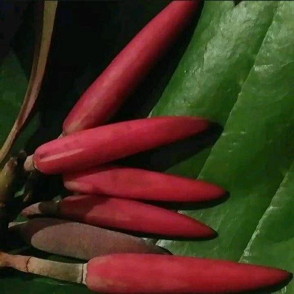 For salepohon kantil bunga merah / pohon cempaka bunga merahbisa (cod)