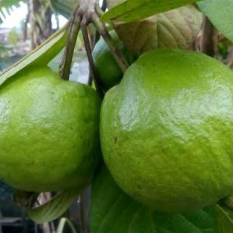 jambu biji segar jambu biji merah