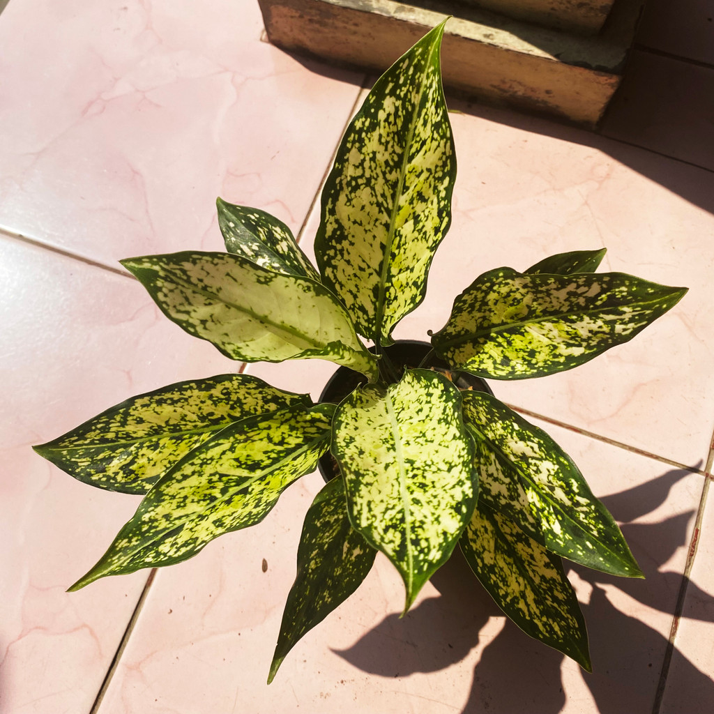 Aglonema Snow White, Corak Putih - Hijau, Tanaman Hias Hidup dan Sehat