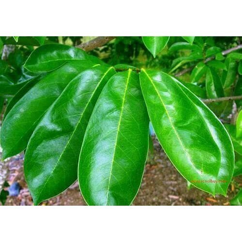 

Daun Sirsak Segar dan Aman dikonsumsi per 100 lembar ( BEBAS Peptisida ) SL