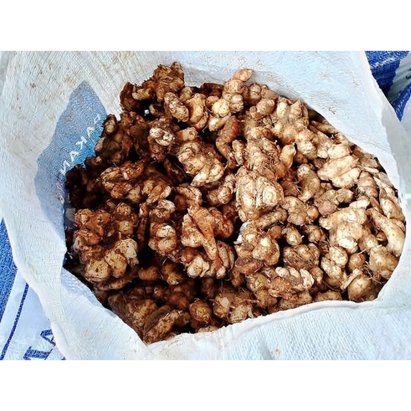 

1kg buah kencur/cikur segar salah satu bahan seblak R. N