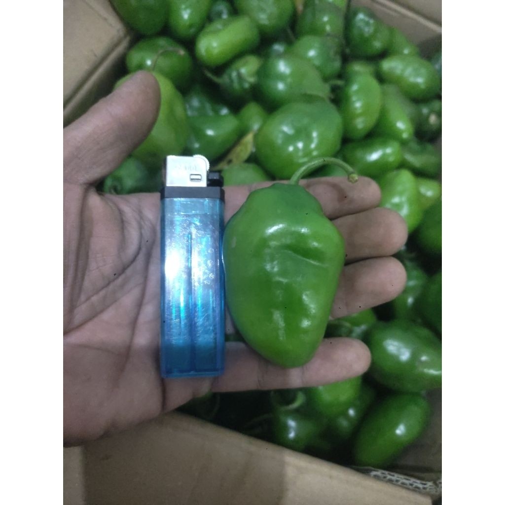 

TERLARIS CABE GENDOT SUPER JUMBO 10 BUAH