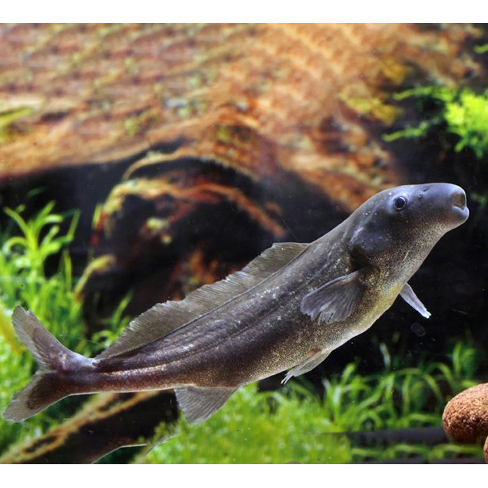 Baby Dolphin Lumba-Lumba Mormyrid Mormyrus Air Tawar