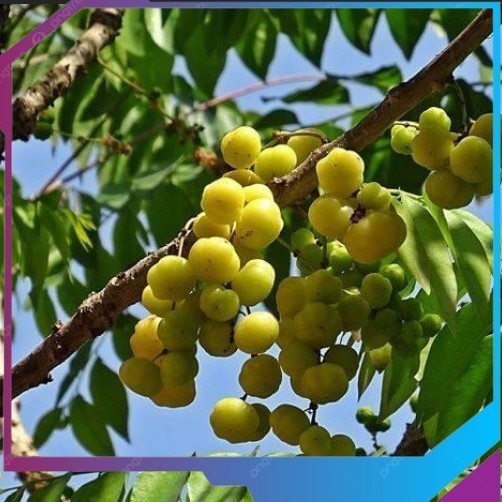 Bibit tanaman cereme cepat berbuah didalam pot