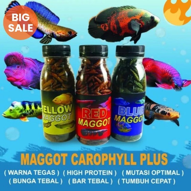 Maggot kering carophyll blue yellow red / maggot kering / maggot / maggot carophyll / pakan chana / 
