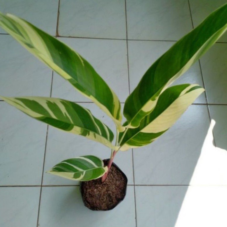 ( BISA COD ) Tanaman Hias Helicornia Varigata / Pohon Pisang Variegata / Tanaman Indoor Helicornia V