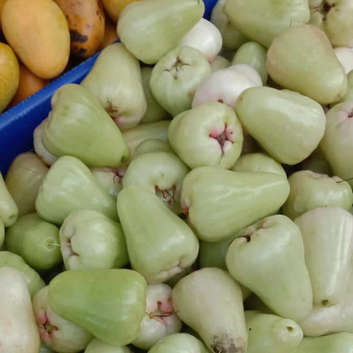 

Jambu Air Madu Segar Baru Petik