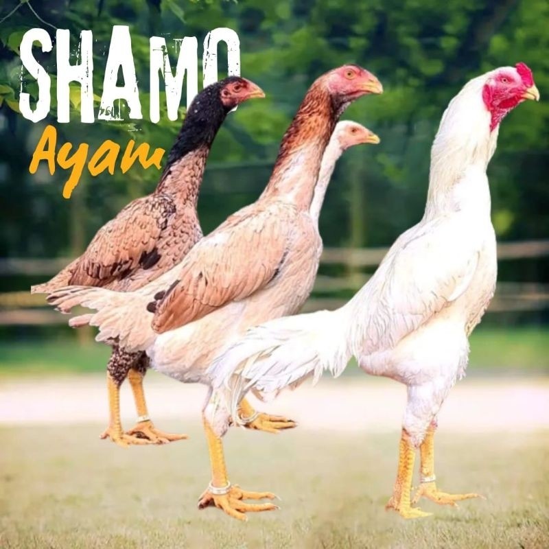 

telur ayam shamo eropa ori petarung bisa untuk di tetaskan