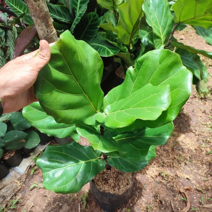 tanaman ketapang biola cantik/pohon ketapang biola