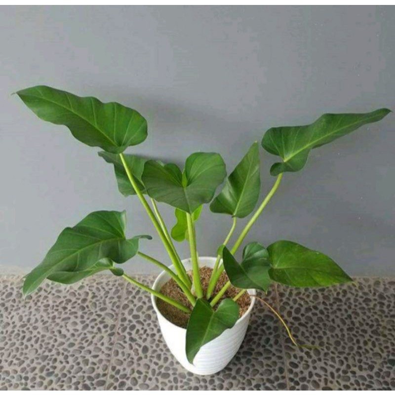 Tanaman hias Philo marbel