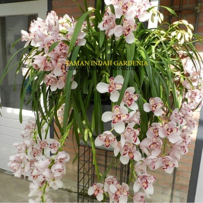 (VARIASII?)Anggrek Cymbidum Spike / Anggrek Sepesies Rumpun / Tanaman hias anggrek Cymbidium