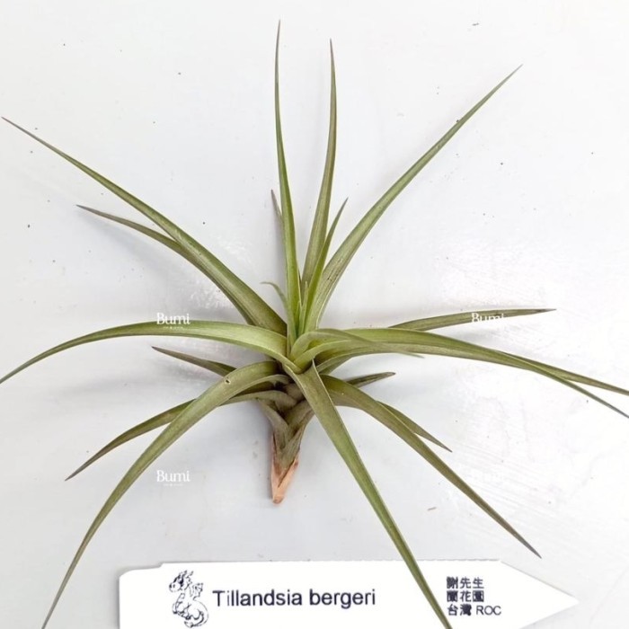 BUMI ORCHIDS Tillandsia bergeri - Air Plants Tanaman Hidup Tanpa Tanah